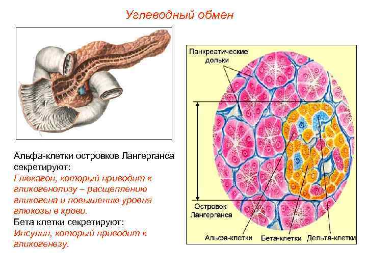 Углеводный обмен Альфа-клетки островков Лангерганса секретируют: Глюкагон, который приводит к гликогенолизу – расщеплению гликогена