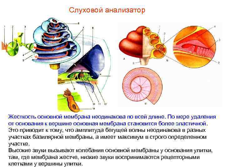 Слуховой анализатор Жесткость основной мембрана неодинакова по всей длине. По мере удаления от основания