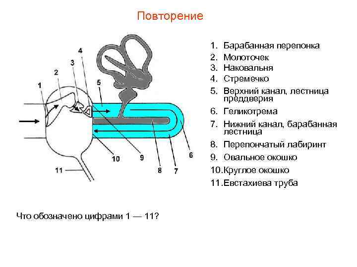 Повторение 1. 2. 3. 4. 5. Барабанная перепонка Молоточек Наковальня Стремечко Верхний канал, лестница