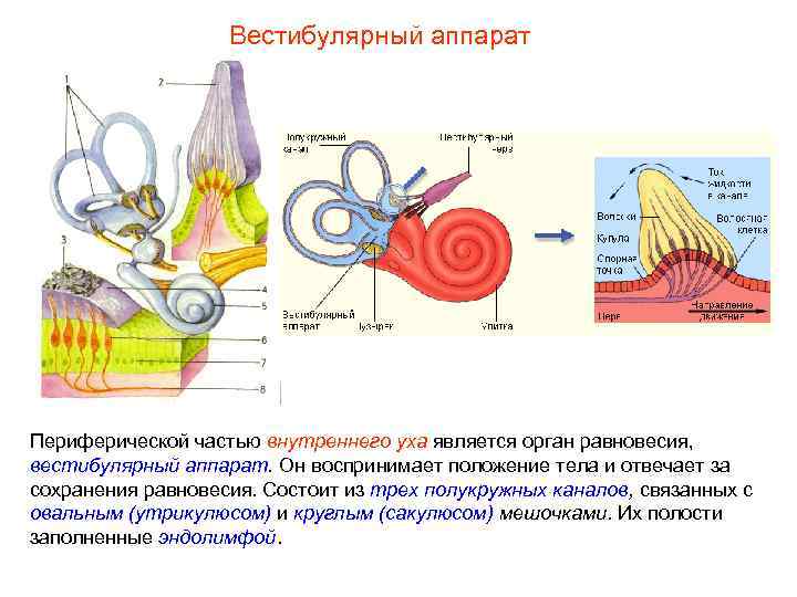 Вестибулярный аппарат Периферической частью внутреннего уха является орган равновесия, вестибулярный аппарат. Он воспринимает положение