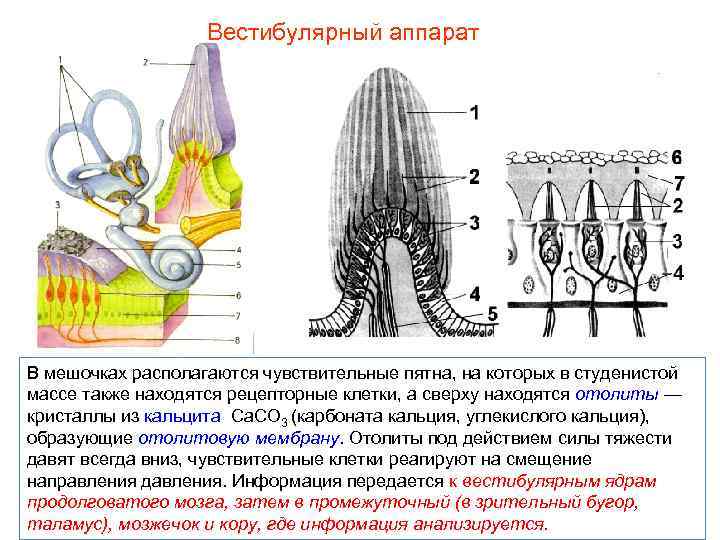 Вестибулярный аппарат В мешочках располагаются чувствительные пятна, на которых в студенистой массе также находятся