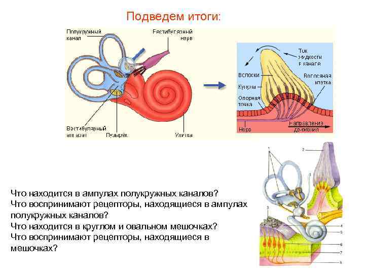 Подведем итоги: Что находится в ампулах полукружных каналов? Что воспринимают рецепторы, находящиеся в ампулах