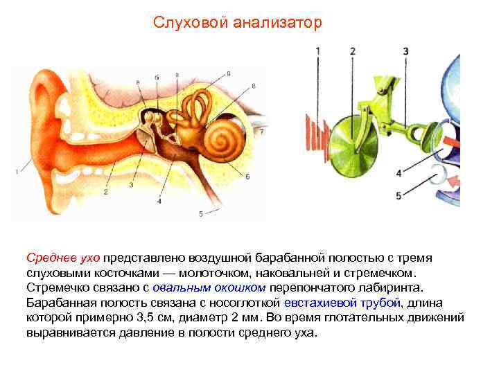 Слуховой анализатор Среднее ухо представлено воздушной барабанной полостью с тремя слуховыми косточками — молоточком,