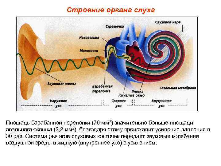 Строение органа слуха Площадь барабанной перепонки (70 мм 2) значительно больше площади овального окошка