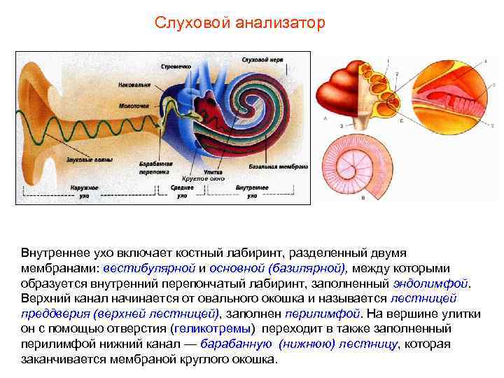 Слуховой анализатор Внутреннее ухо включает костный лабиринт, разделенный двумя мембранами: вестибулярной и основной (базилярной),