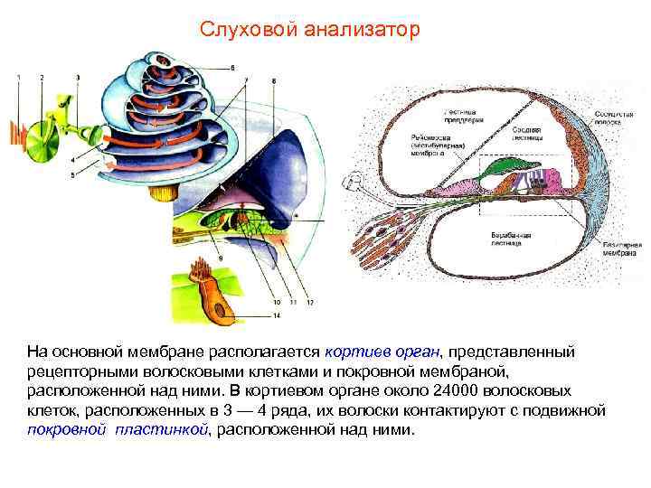 Слуховой анализатор На основной мембране располагается кортиев орган, представленный рецепторными волосковыми клетками и покровной