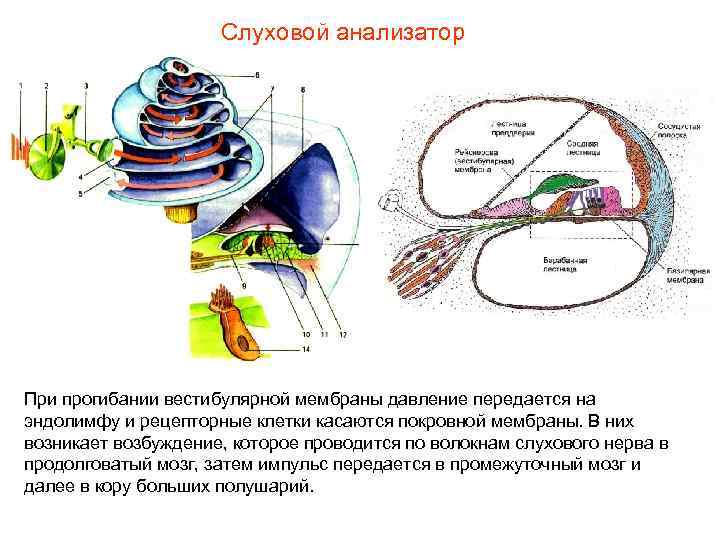 Слуховой анализатор При прогибании вестибулярной мембраны давление передается на эндолимфу и рецепторные клетки касаются