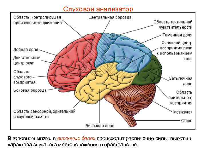 Слуховой анализатор В головном мозге, в височных долях происходит различение силы, высоты и характера