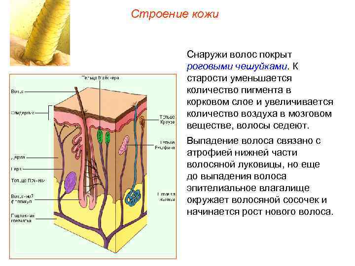 Строение кожи Снаружи волос покрыт роговыми чешуйками. К старости уменьшается количество пигмента в корковом