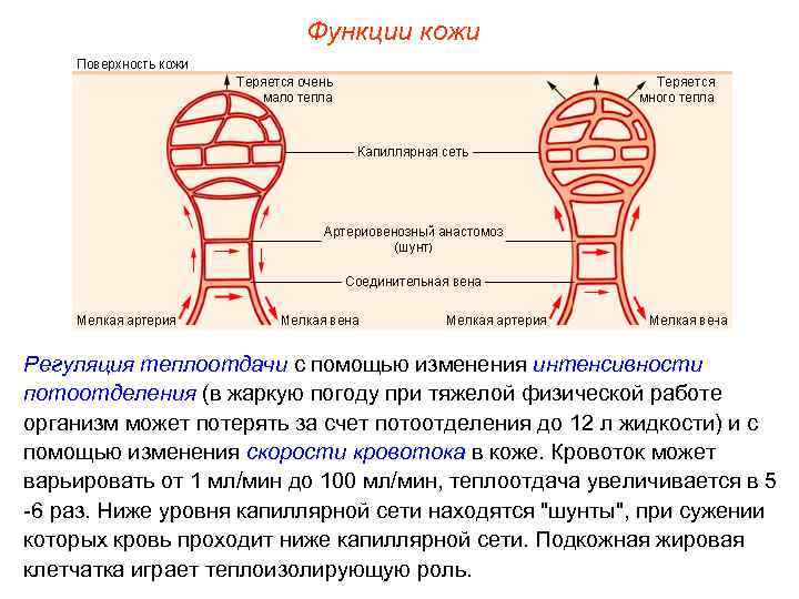 Функции кожи Регуляция теплоотдачи с помощью изменения интенсивности потоотделения (в жаркую погоду при тяжелой