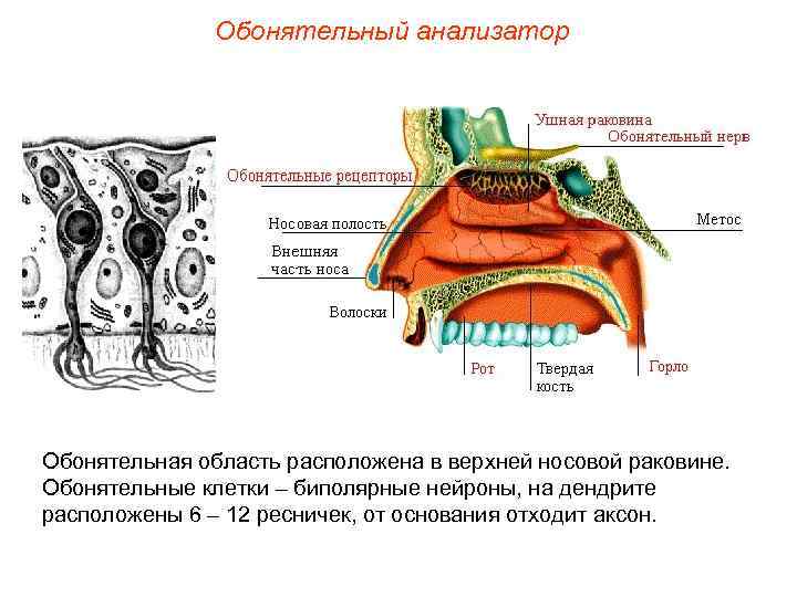 Обонятельный анализатор Обонятельная область расположена в верхней носовой раковине. Обонятельные клетки – биполярные нейроны,