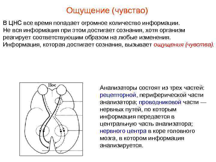 Ощущение (чувство) В ЦНС все время попадает огромное количество информации. Не вся информация при