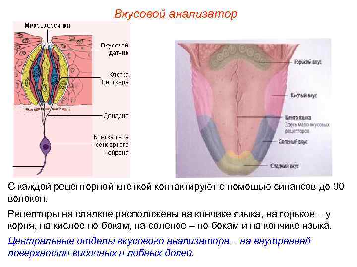 Вкусовой анализатор С каждой рецепторной клеткой контактируют с помощью синапсов до 30 волокон. Рецепторы