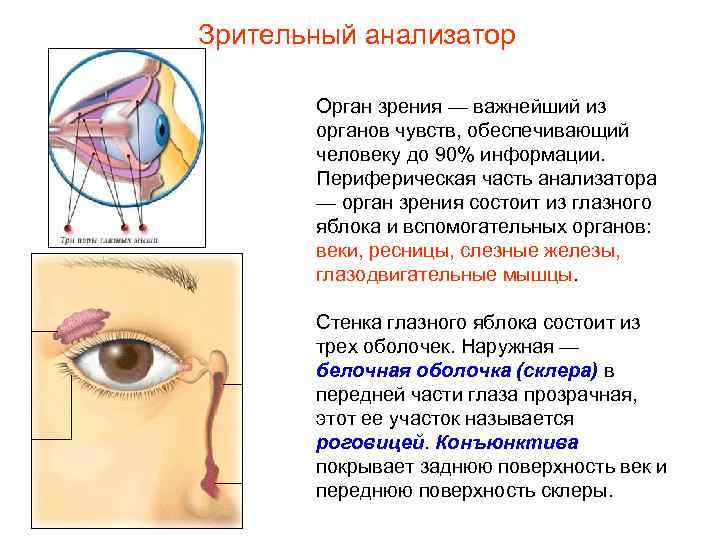 Зрительный анализатор Орган зрения — важнейший из органов чувств, обеспечивающий человеку до 90% информации.