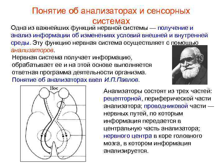 Понятие об анализаторах и сенсорных системах Одна из важнейших функций нервной системы — получение