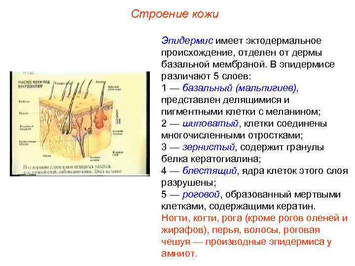 Строение кожи Эпидермис имеет эктодермальное происхождение, отделен от дермы базальной мембраной. В эпидермисе различают