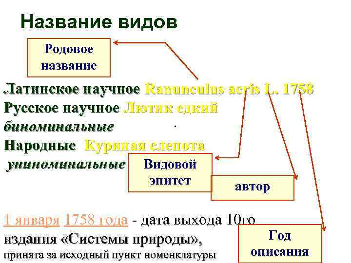 Название видов Родовое название Латинское научное Ranunculus acris L. 1758 Русское научное Лютик едкий.