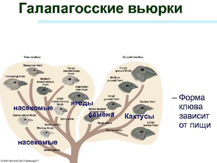 Галапагосские вьюрки насекомые ягоды семена Кактусы – Форма клюва зависит от пищи 