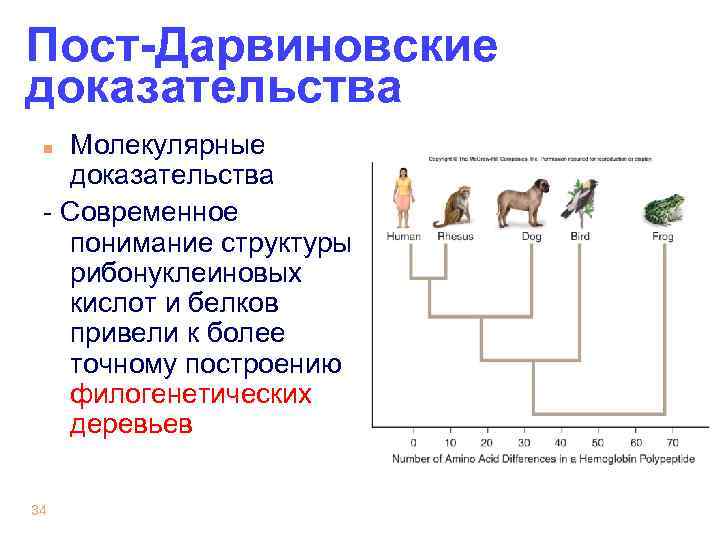 Пост-Дарвиновские доказательства Молекулярные доказательства - Современное понимание структуры рибонуклеиновых кислот и белков привели к