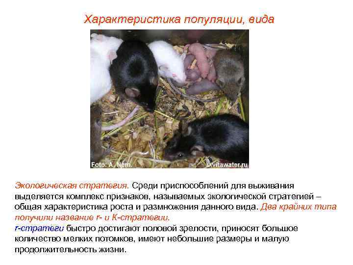 Характеристика популяции, вида Экологическая стратегия. Среди приспособлений для выживания выделяется комплекс признаков, называемых экологической