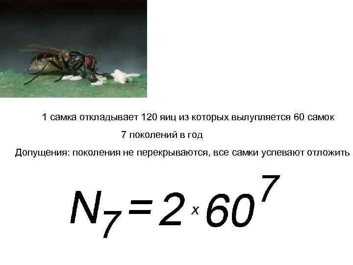 1 самка откладывает 120 яиц из которых вылупляется 60 самок 7 поколений в год