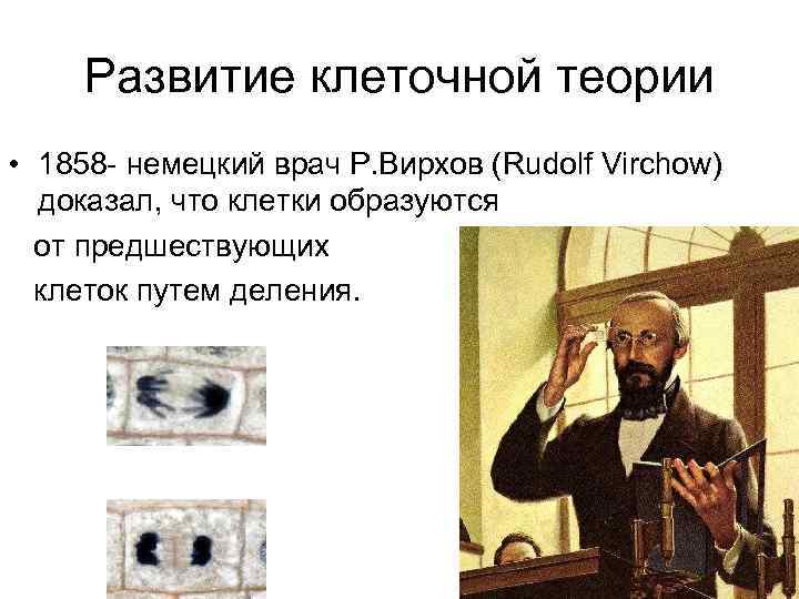 Развитие клеточной теории • 1858 - немецкий врач Р. Вирхов (Rudolf Virchow) доказал, что