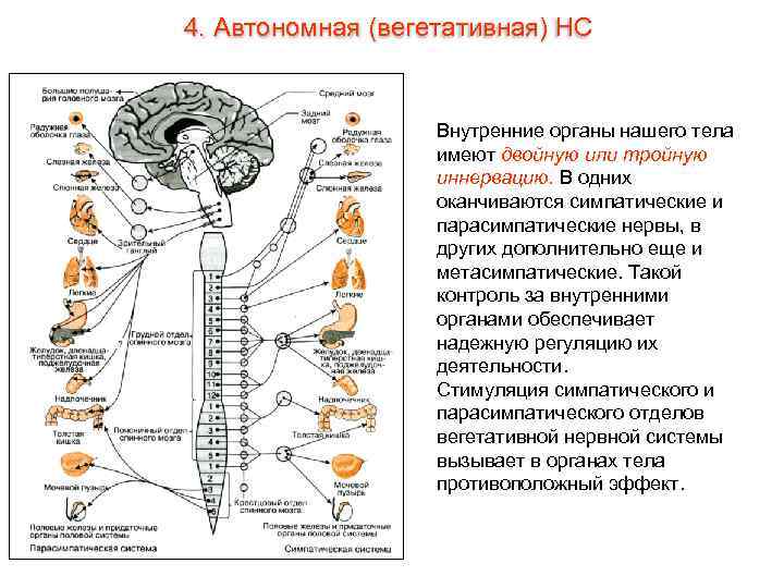 4. Автономная (вегетативная) НС Внутренние органы нашего тела имеют двойную или тройную иннервацию. В