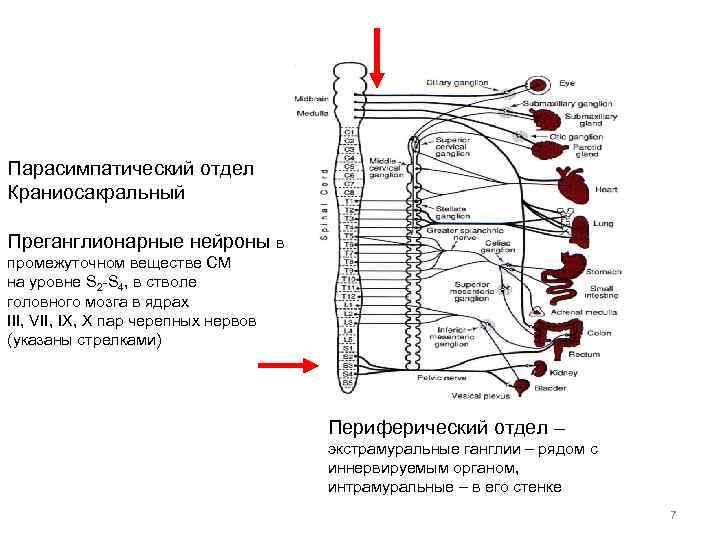Парасимпатический отдел Краниосакральный Преганглионарные нейроны в промежуточном веществе СМ на уровне S 2 -S