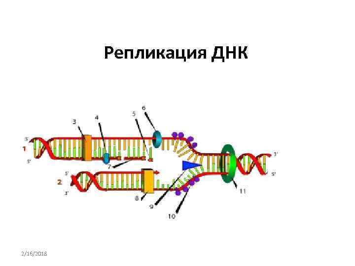 Репликация ДНК 2/16/2018 