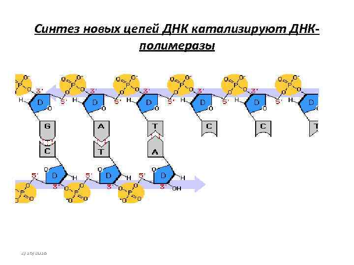 Синтез новых цепей ДНК катализируют ДНКполимеразы 2/16/2018 
