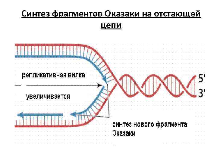Синтез фрагментов Оказаки на отстающей цепи 