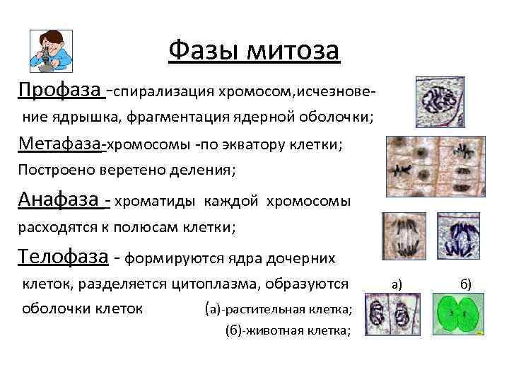 Фазы митоза Профаза -спирализация хромосом, исчезновение ядрышка, фрагментация ядерной оболочки; Метафаза-хромосомы -по экватору клетки;