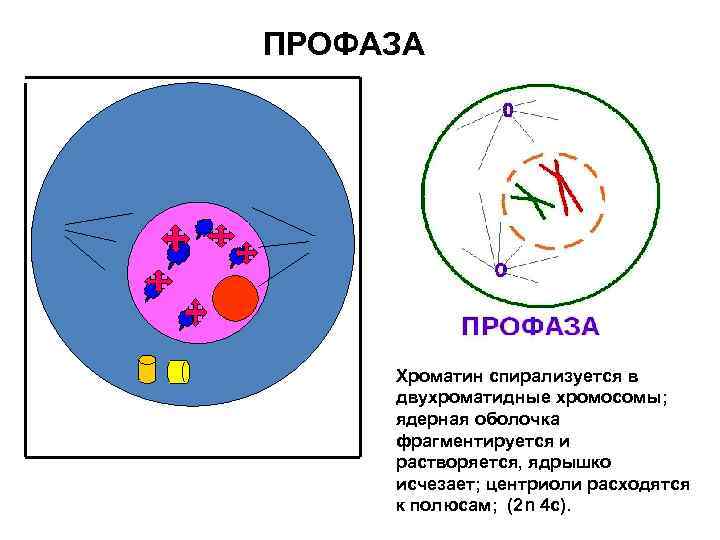 ПРОФАЗА Хроматин спирализуется в двухроматидные хромосомы; ядерная оболочка фрагментируется и растворяется, ядрышко исчезает; центриоли