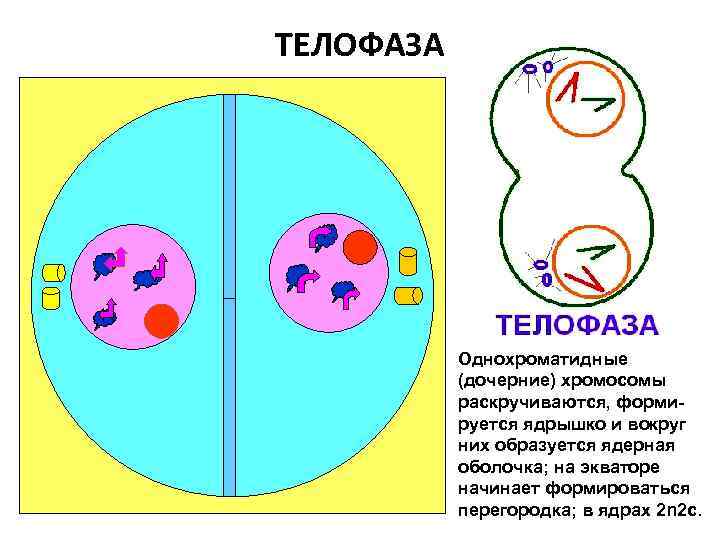 ТЕЛОФАЗА Однохроматидные (дочерние) хромосомы раскручиваются, формируется ядрышко и вокруг них образуется ядерная оболочка; на