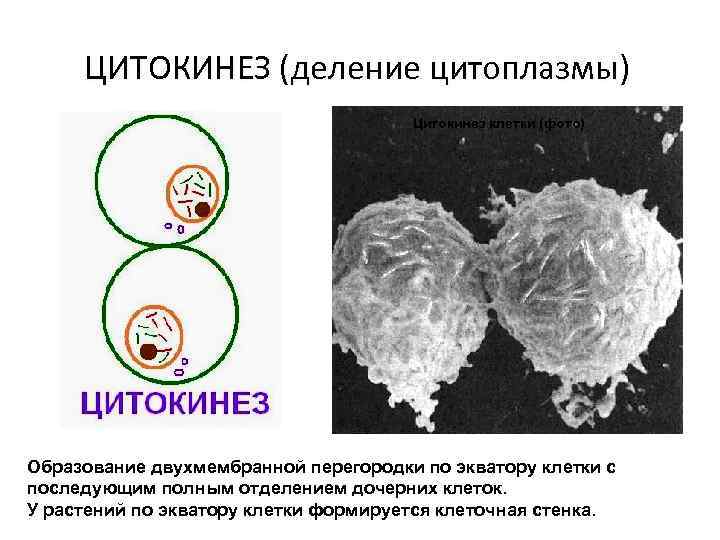 ЦИТОКИНЕЗ (деление цитоплазмы) Цитокинез клетки (фото) Образование двухмембранной перегородки по экватору клетки с последующим