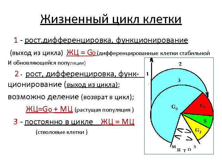Жизненный цикл клетки 1 - рост, дифференцировка, функционирование (выход из цикла) ЖЦ = G