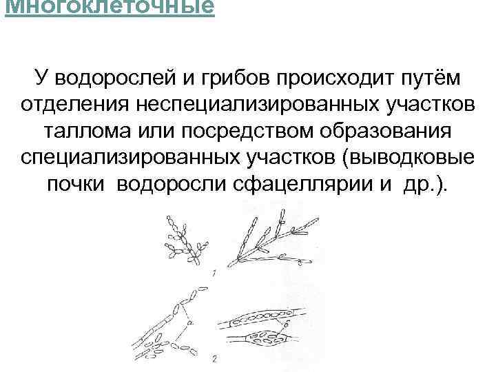 Многоклеточные У водорослей и грибов происходит путём отделения неспециализированных участков таллома или посредством образования