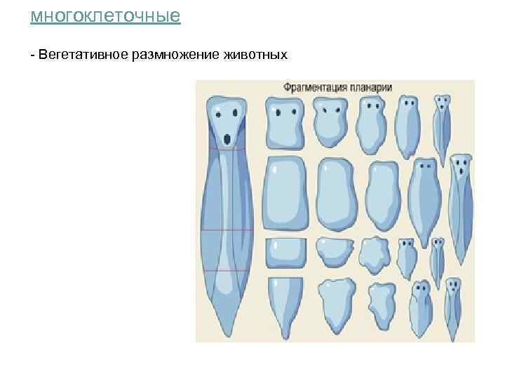 многоклеточные - Вегетативное размножение животных 
