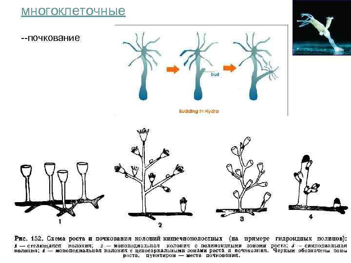 многоклеточные --почкование 