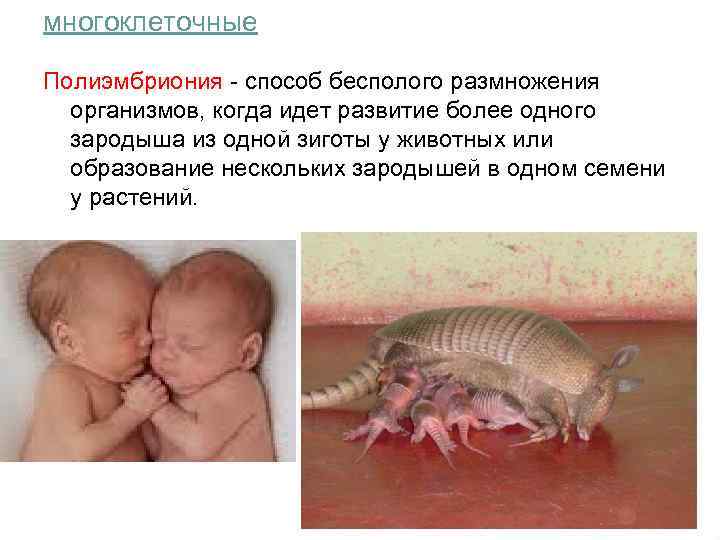 многоклеточные Полиэмбриония - способ бесполого размножения организмов, когда идет развитие более одного зародыша из