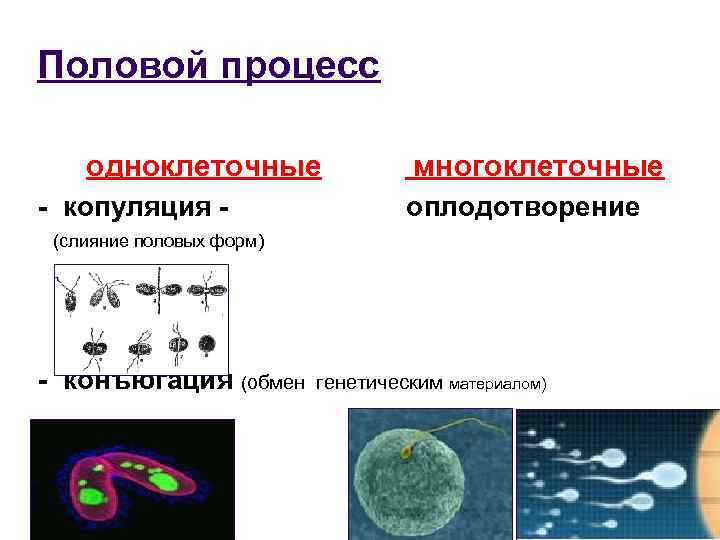 Половой процесс одноклеточные многоклеточные - копуляция - оплодотворение (слияние половых форм) - конъюгация (обмен