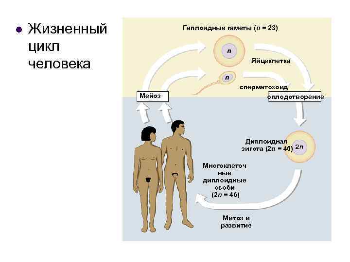 l Жизненный цикл человека Гаплоидные гаметы (n = 23) Яйцеклетка Мейоз сперматозоид оплодотворение Диплоидная