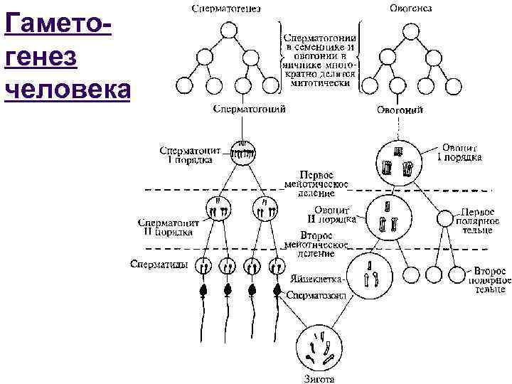 Гаметогенез человека. 