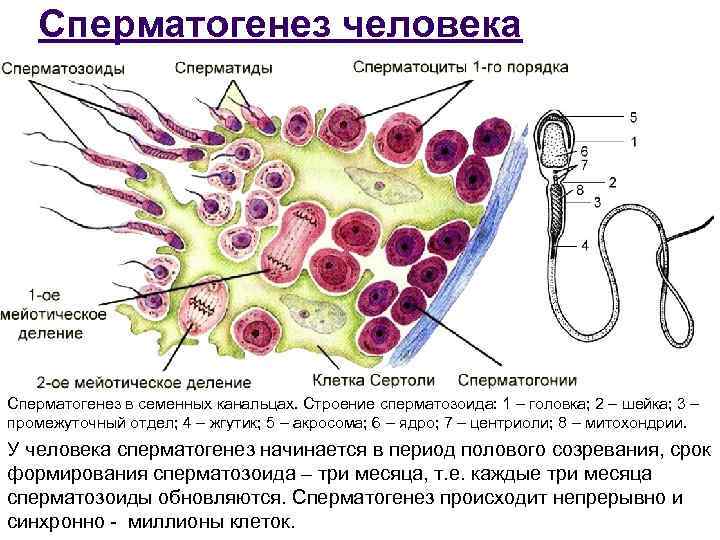 Сперматогенез человека Сперматогенез в семенных канальцах. Строение сперматозоида: 1 – головка; 2 – шейка;
