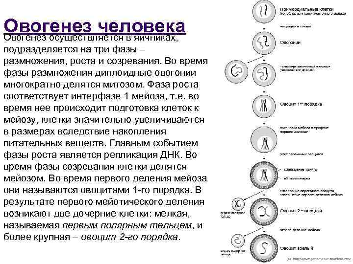 Овогенез человека Овогенез осуществляется в яичниках, подразделяется на три фазы – размножения, роста и