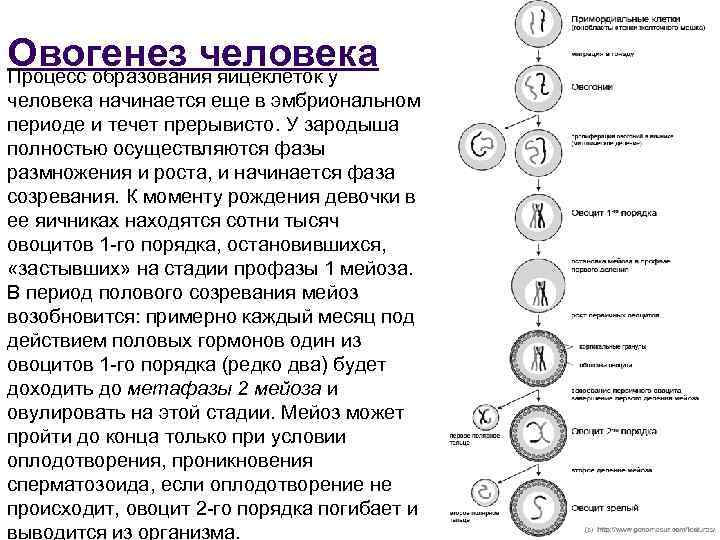 Овогенез человека Процесс образования яйцеклеток у человека начинается еще в эмбриональном периоде и течет