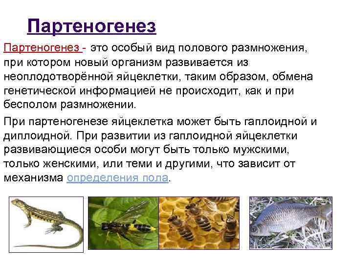 Партеногенез - это особый вид полового размножения, при котором новый организм развивается из неоплодотворённой