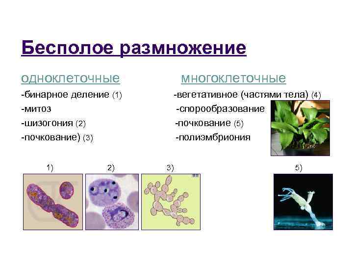 Бесполое размножение одноклеточные многоклеточные -бинарное деление (1) -вегетативное (частями тела) (4) -митоз -спорообразование -шизогония