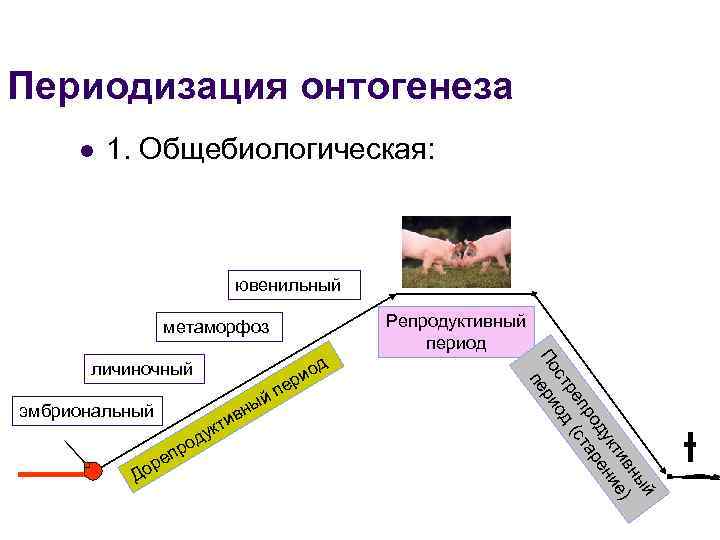 Периодизация онтогенеза l 1. Общебиологическая: ювенильный Репродуктивный период метаморфоз ы н ив эмбриональный р