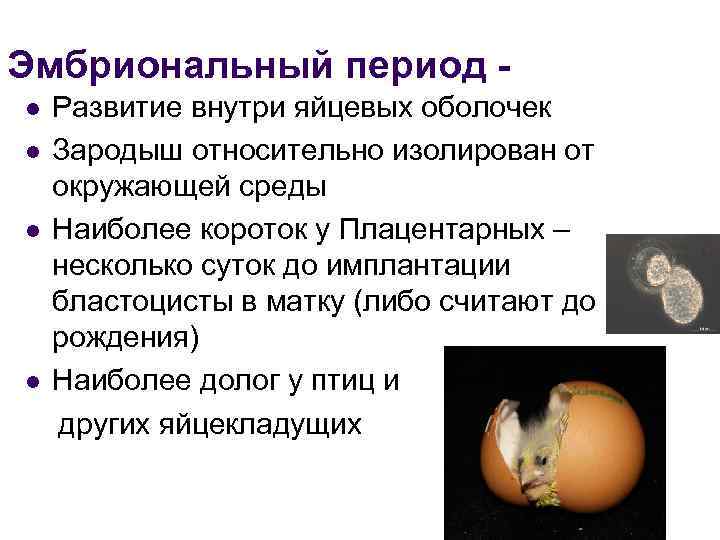 Эмбриональный период Развитие внутри яйцевых оболочек l Зародыш относительно изолирован от окружающей среды l